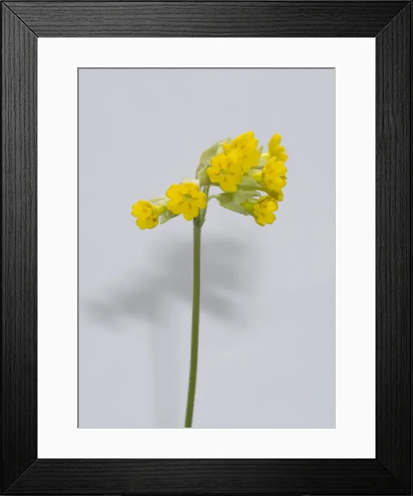 Framed Print : Primula veris, cowslip Framed Print : Primula veris, cowslip