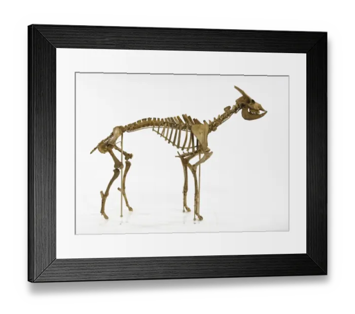 Framed Print : Myotragus. This animal which lived around 6000 years ago was from the antelope group Framed Print : Myotragus. This animal which lived around 6000 years ago was from the antelope group