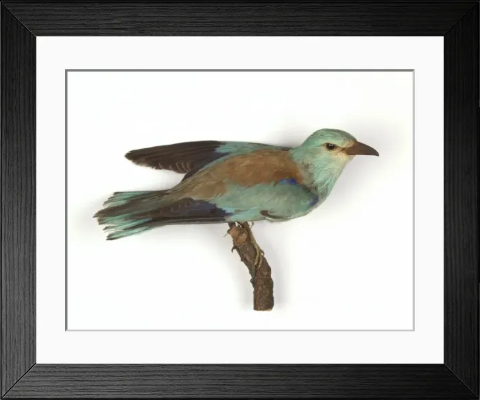 Framed Print : Coracias garrulus, European roller Framed Print : Coracias garrulus, European roller
