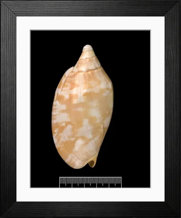 Framed Print : Voluta aulica Framed Print : Voluta aulica