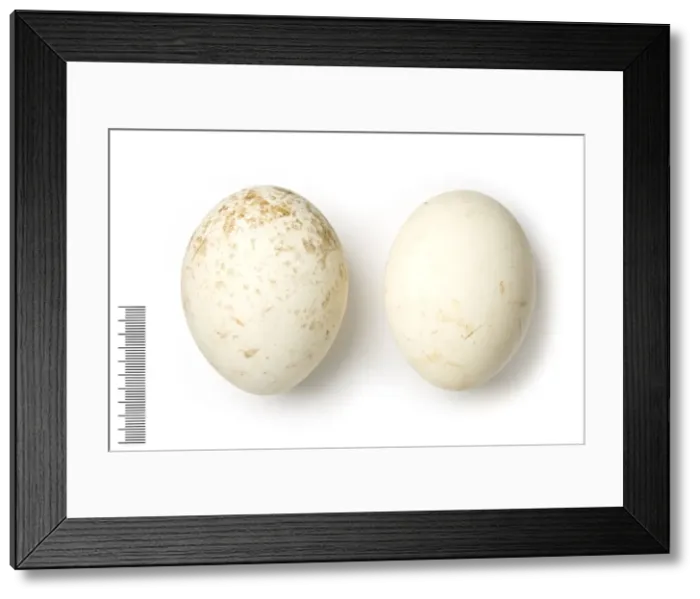 Framed Print : Gyps bengalensis, Indian white rumped vulture