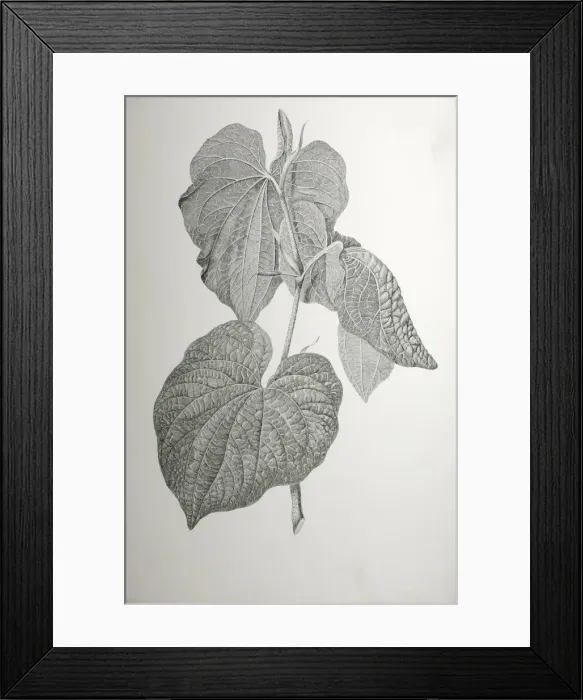 Framed Print : Piper methysticum, kava Framed Print : Piper methysticum, kava