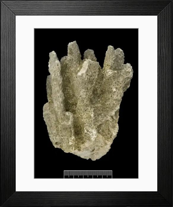 Framed Print : Acropora, Worn coral Framed Print : Acropora, Worn coral