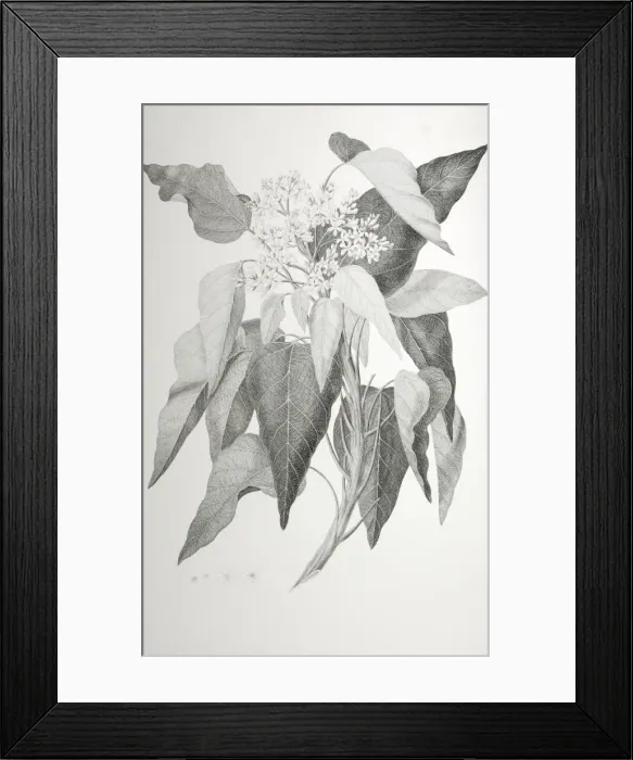 Framed Print : Aleurites moluccana, candlenut tree Framed Print : Aleurites moluccana, candlenut tree