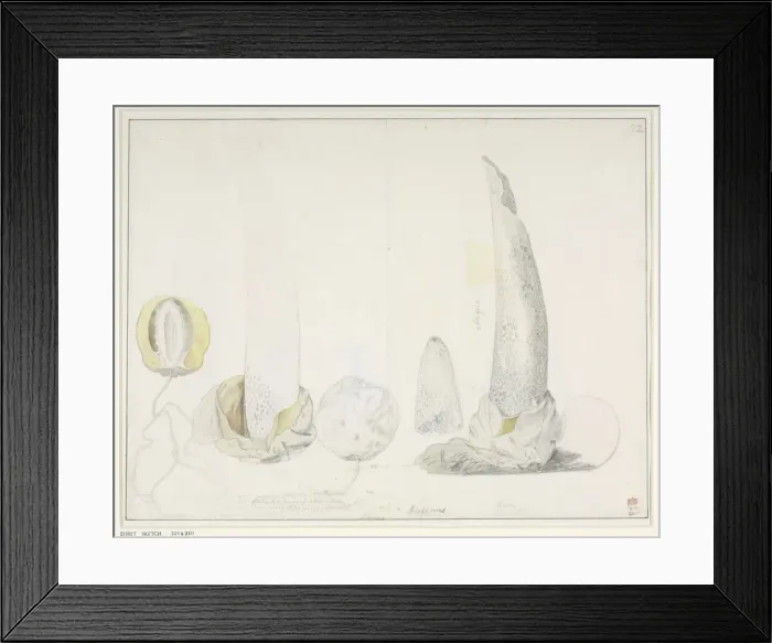Framed Print : Phallus impudicus, George Dionysus Ehret Framed Print : Phallus impudicus, George Dionysus Ehret