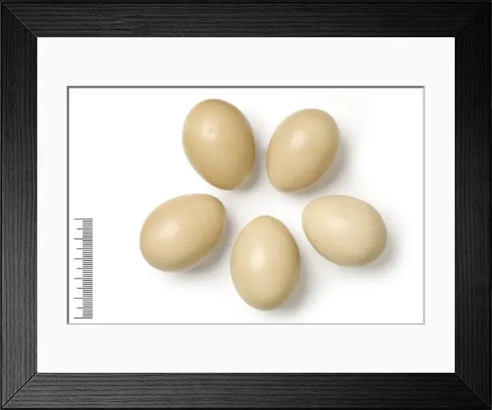 Framed Print : Syrmaticus reevesil, reeves pheasant Framed Print : Syrmaticus reevesil, reeves pheasant