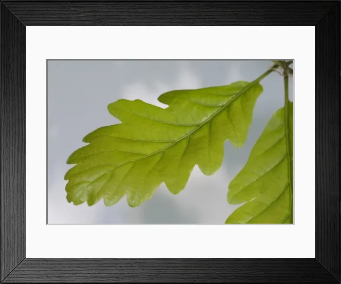 Framed Print : Oak leaf. An oak leaf from the Wildlife Garden at the Natural History Museum, London Framed Print : Oak leaf. An oak leaf from the Wildlife Garden at the Natural History Museum, London