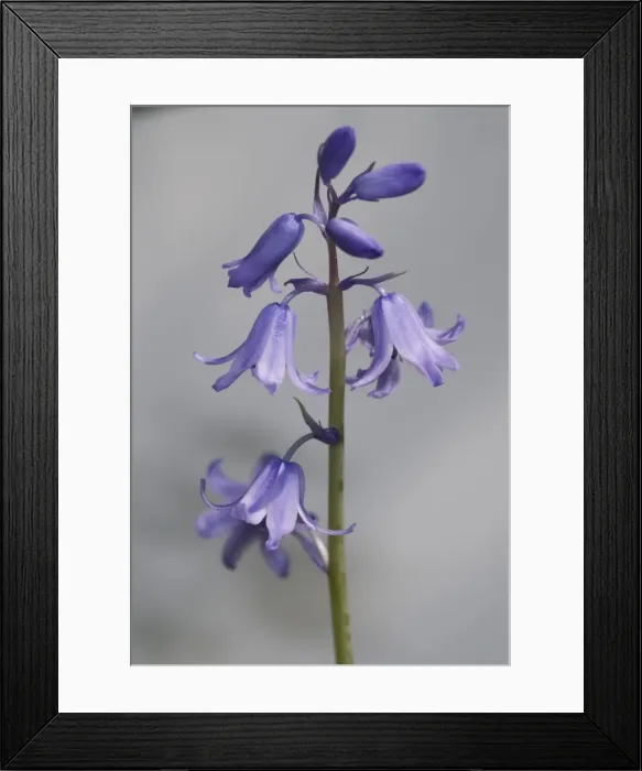 Framed Print : Bluebell. A bluebell from the Wildlife Garden at the Natural History Museum, London Framed Print : Bluebell. A bluebell from the Wildlife Garden at the Natural History Museum, London
