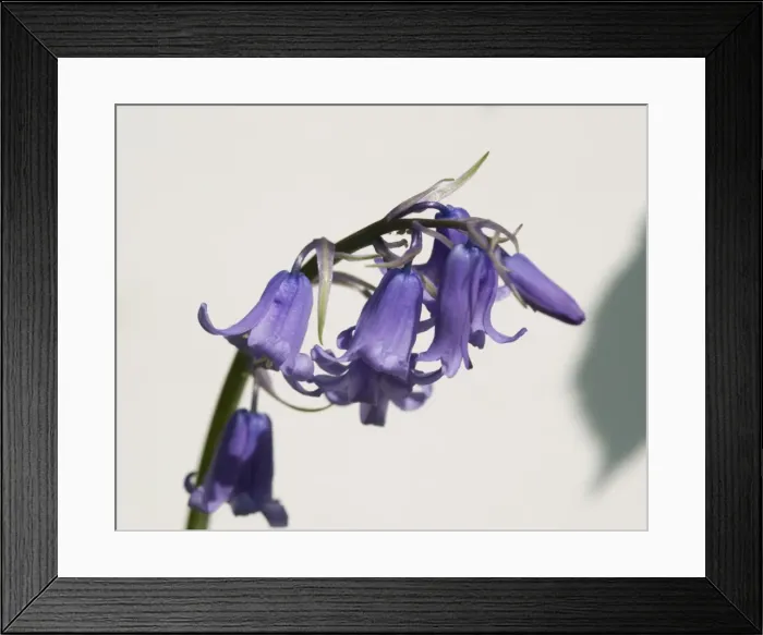 Framed Print : Bluebell. A bluebell from the Wildlife Garden at the Natural History Museum, London Framed Print : Bluebell. A bluebell from the Wildlife Garden at the Natural History Museum, London