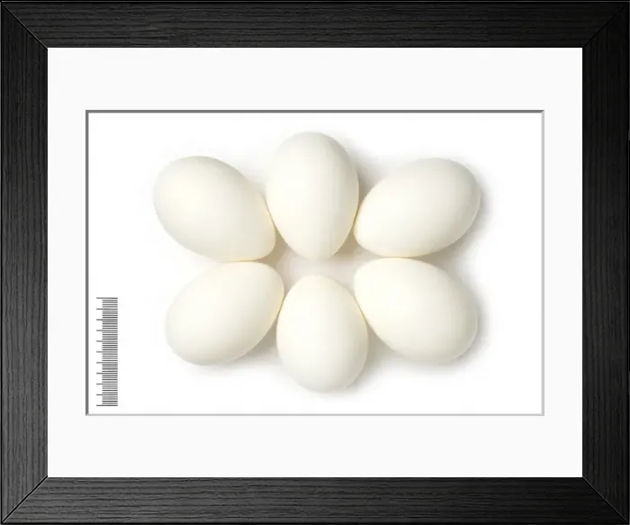 Framed Print : Crab Plover Framed Print : Crab Plover