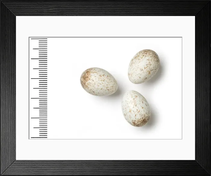 Framed Print : Cercomela melanura, blackstart Framed Print : Cercomela melanura, blackstart