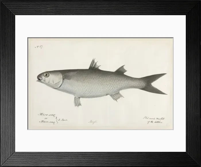 Framed Print : Flat nosed mullet Framed Print : Flat nosed mullet
