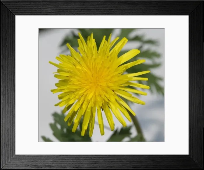 Framed Print : Dandelion. A dandelion from the Wildlife Garden at the Natural History Museum, London Framed Print : Dandelion. A dandelion from the Wildlife Garden at the Natural History Museum, London