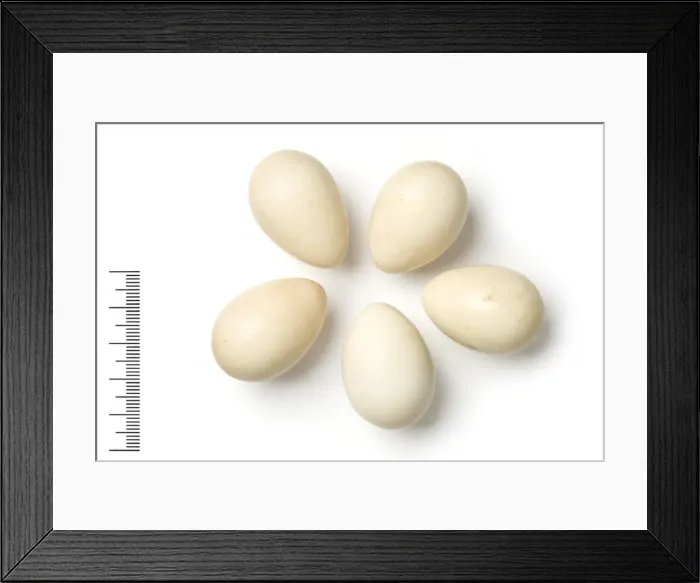 Framed Print : Ammoperdix heyi, sand partridge Framed Print : Ammoperdix heyi, sand partridge