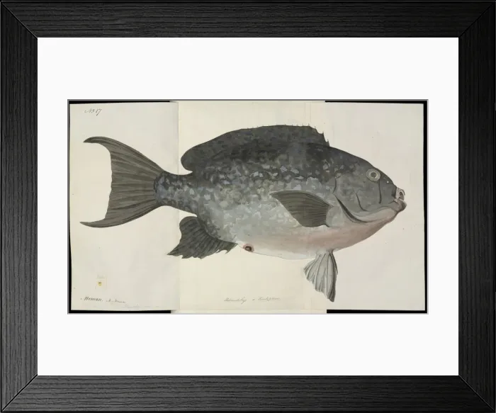 Framed Print : Fish illustration by Robert Neill Framed Print : Fish illustration by Robert Neill