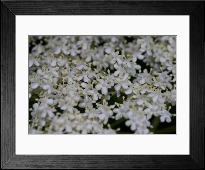 Framed Print : Elderflower Framed Print : Elderflower