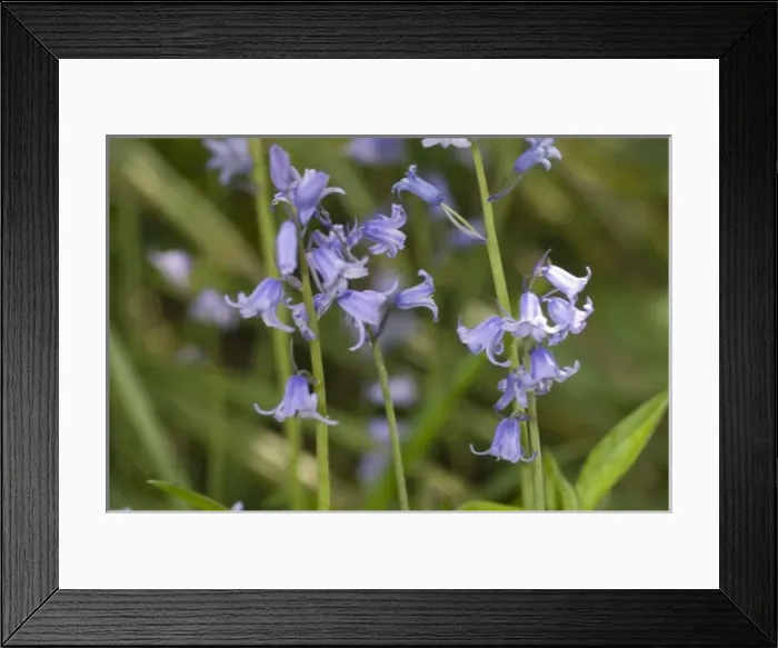 Framed Print : Bluebell. A bluebell in the Wildlife Garden at the Natural History Museum, London Framed Print : Bluebell. A bluebell in the Wildlife Garden at the Natural History Museum, London