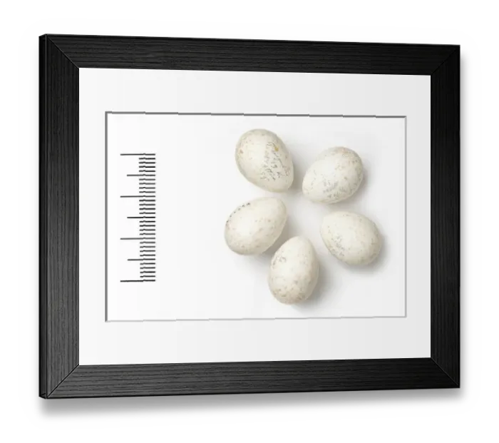 Framed Print : Parus lugubris, sombre tit Framed Print : Parus lugubris, sombre tit