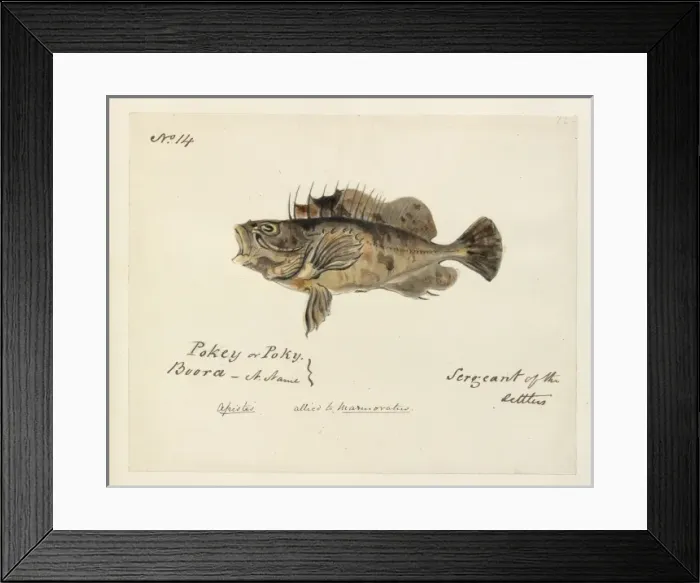 Framed Print : Fish illustration by Robert Neill Framed Print : Fish illustration by Robert Neill