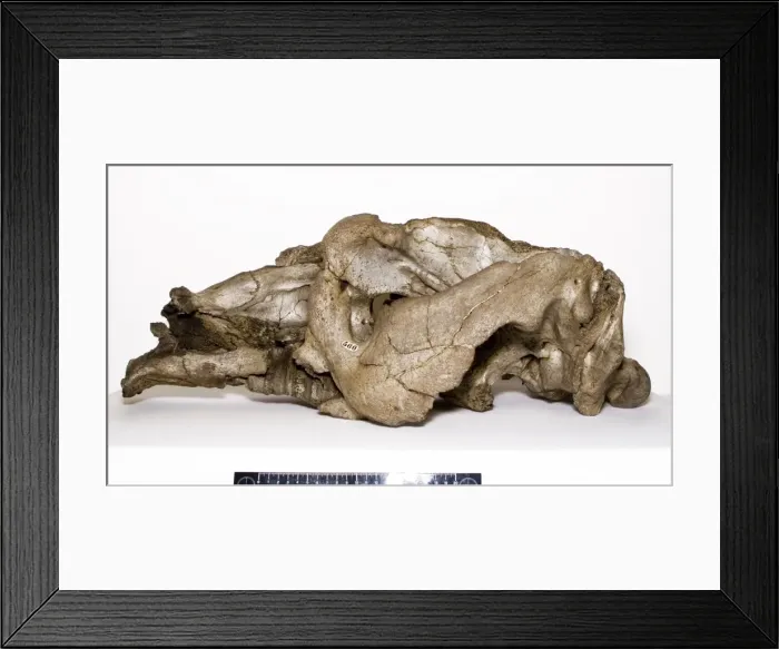 Framed Print : Toxodon platensis Framed Print : Toxodon platensis