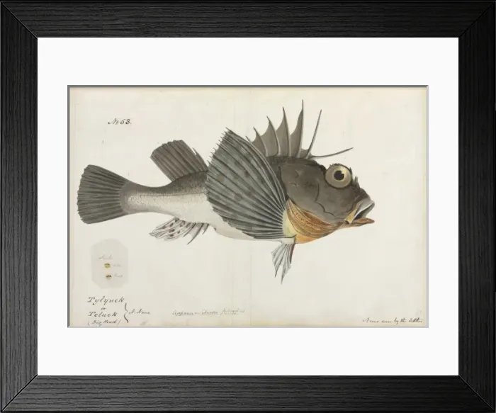 Framed Print : Scorpaena panda Framed Print : Scorpaena panda