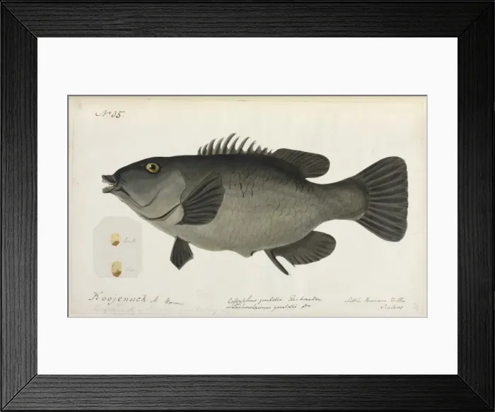 Framed Print : Fish illustration by Robert Neill Framed Print : Fish illustration by Robert Neill