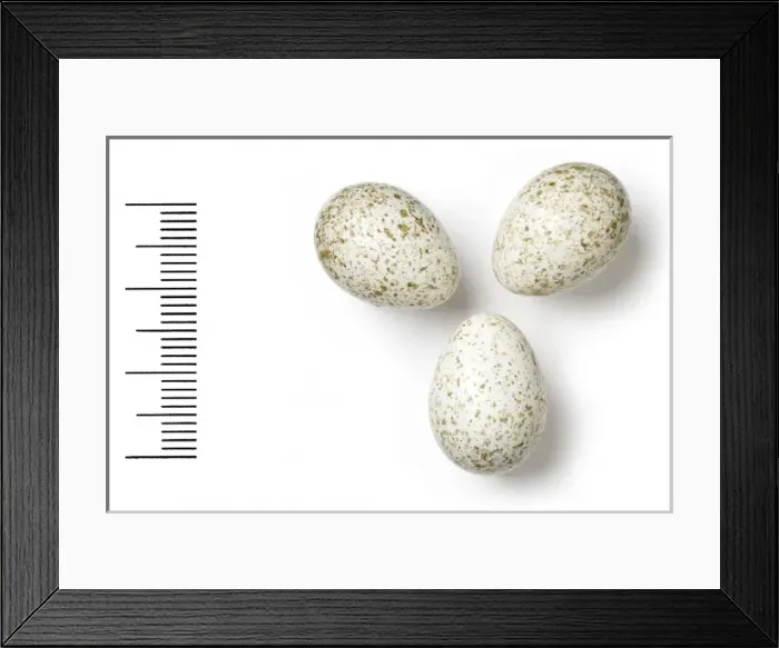 Framed Print : Calandrella raytal, indian short-toed lark Framed Print : Calandrella raytal, indian short-toed lark