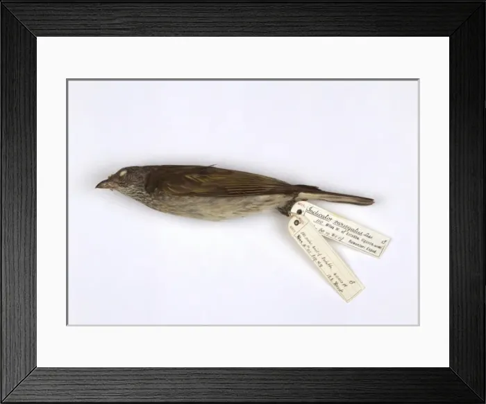 Framed Print : Indicator variegatus, scaly-throated honeyguide Framed Print : Indicator variegatus, scaly-throated honeyguide