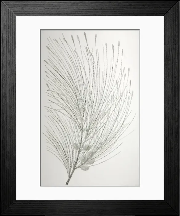 Framed Print : Casuarina equisetifolia, beach sheoak Framed Print : Casuarina equisetifolia, beach sheoak