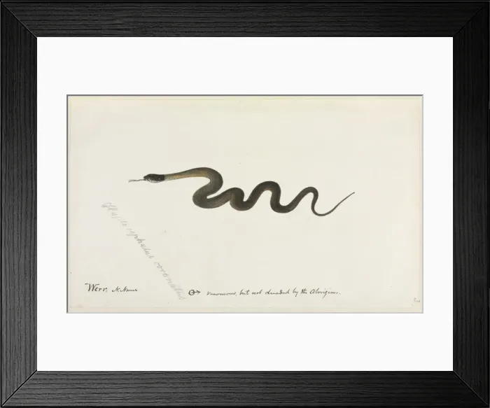 Framed Print : Snake. One of 67 original water colour drawings of Mammals, Reptiles Framed Print : Snake. One of 67 original water colour drawings of Mammals, Reptiles