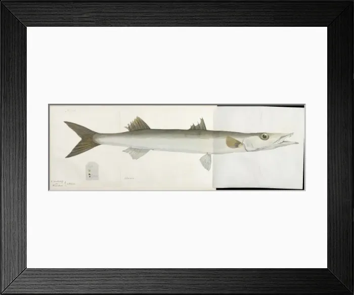 Framed Print : Fish illustration by Robert Neill Framed Print : Fish illustration by Robert Neill