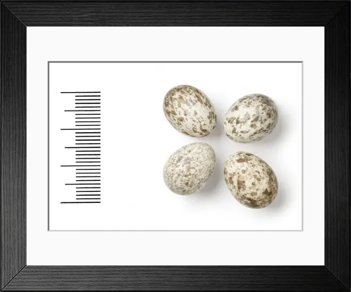 Framed Print : Passer pyrrhonotus, sind sparrow