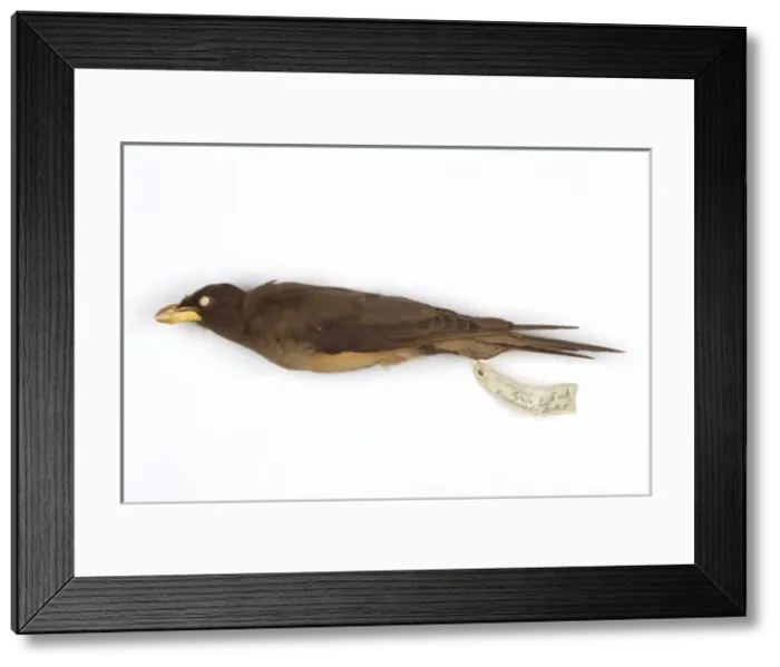 Framed Print : Buphagus africanus, yellow-billed oxpecker Framed Print : Buphagus africanus, yellow-billed oxpecker