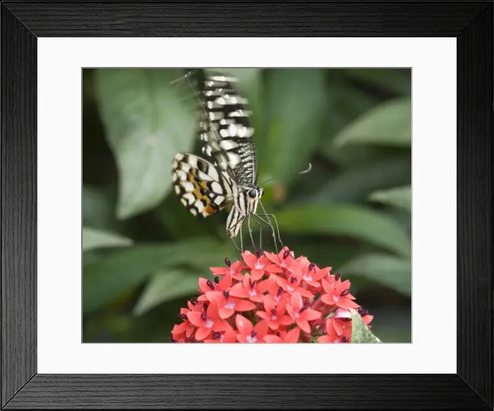 Framed Print : Papilio demoleus, Lime butterfly Framed Print : Papilio demoleus, Lime butterfly
