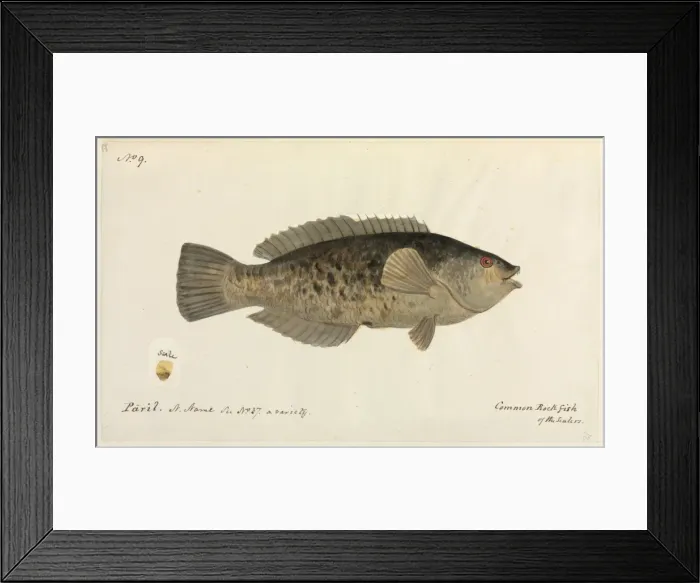 Framed Print : Fish. One of 67 original water colour drawings of Mammals, Reptiles Framed Print : Fish. One of 67 original water colour drawings of Mammals, Reptiles
