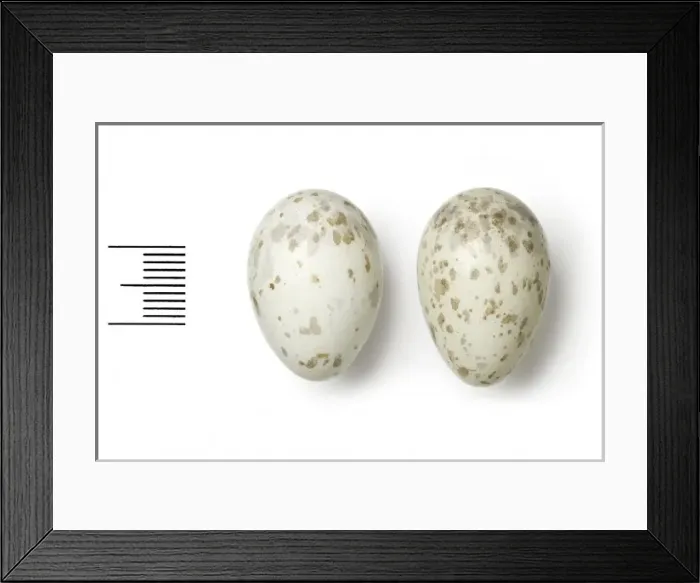 Framed Print : Podoces pander, turkestan ground jay Framed Print : Podoces pander, turkestan ground jay