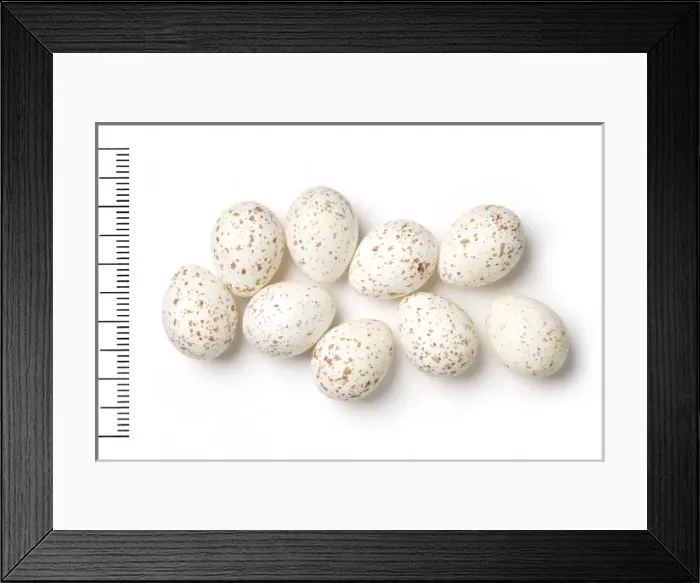 Framed Print : Parus bokharensis, turkestan tit Framed Print : Parus bokharensis, turkestan tit
