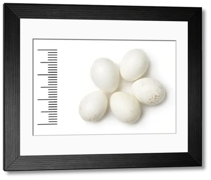 Framed Print : Phylloscopus neglectus, plain leaf warbler Framed Print : Phylloscopus neglectus, plain leaf warbler