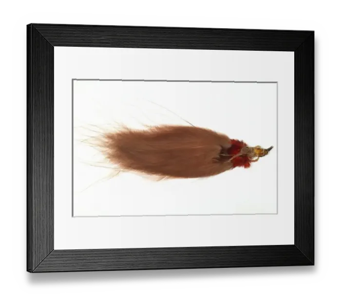 Framed Print : Paradisaea raggiana, raggiana bird-of-paradise Framed Print : Paradisaea raggiana, raggiana bird-of-paradise