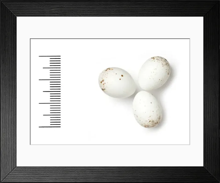 Framed Print : Serinus pusillus, red-fronted serin Framed Print : Serinus pusillus, red-fronted serin