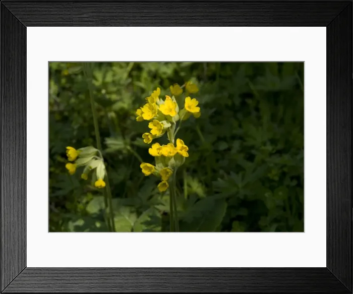 Framed Print : Primula veris, cowslip Framed Print : Primula veris, cowslip