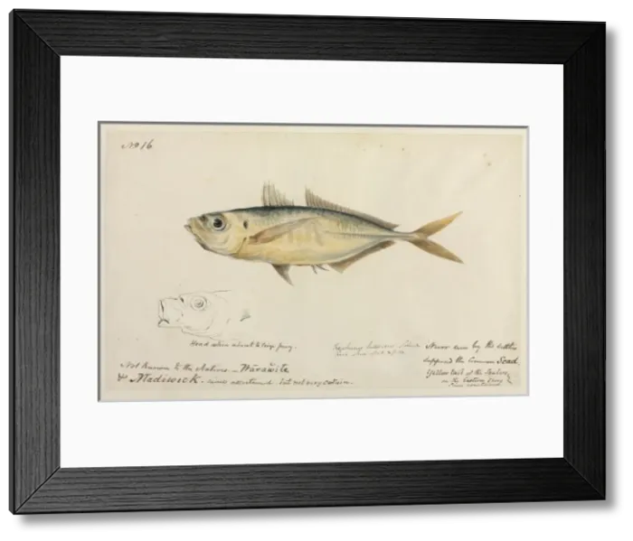Framed Print : Trachurus trachurus, common scad Framed Print : Trachurus trachurus, common scad