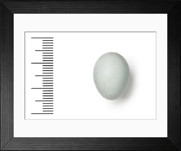 Framed Print : Ficedula hypoleuca, pied flycatcher Framed Print : Ficedula hypoleuca, pied flycatcher