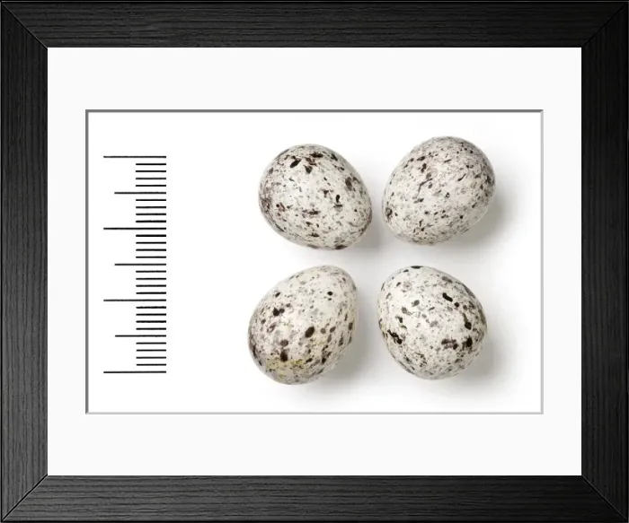 Framed Print : Emberiza stewarti, white-capped bunting