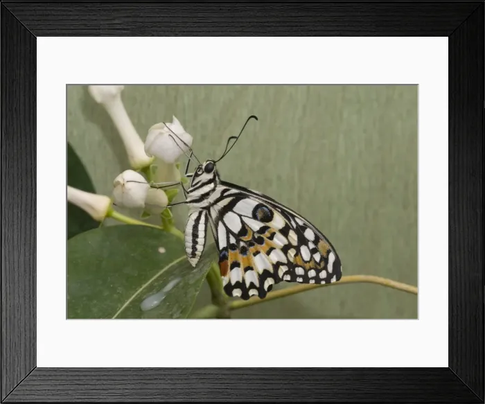 Framed Print : Papilio demoleus, Lime butterfly Framed Print : Papilio demoleus, Lime butterfly