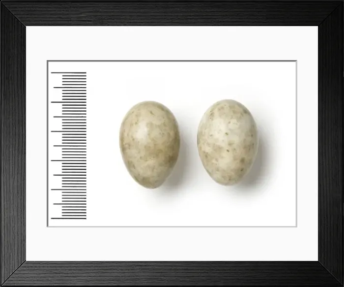 Framed Print : Caprimulgus aegyptius, egyptian nightjar Framed Print : Caprimulgus aegyptius, egyptian nightjar