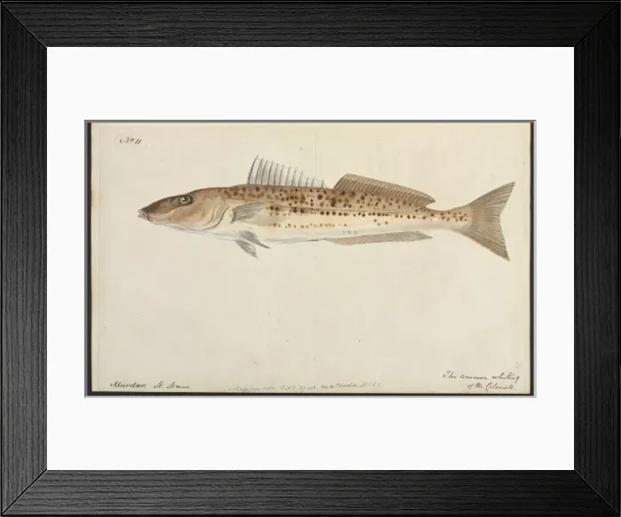 Framed Print : The common whiting Framed Print : The common whiting