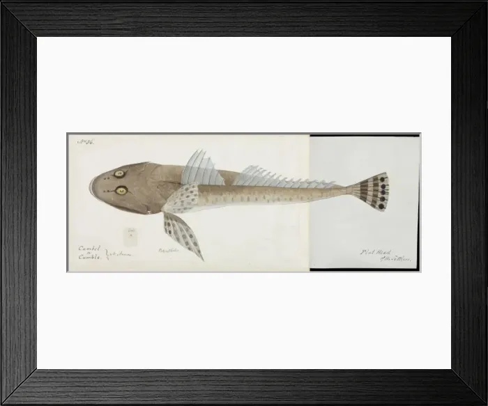 Framed Print : Flathead fish illustration Framed Print : Flathead fish illustration