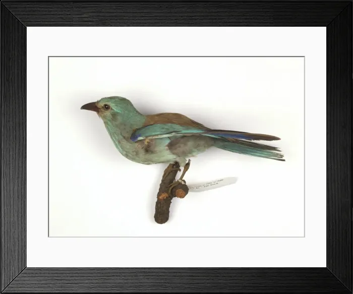 Framed Print : Coracias garrulus, european roller Framed Print : Coracias garrulus, european roller