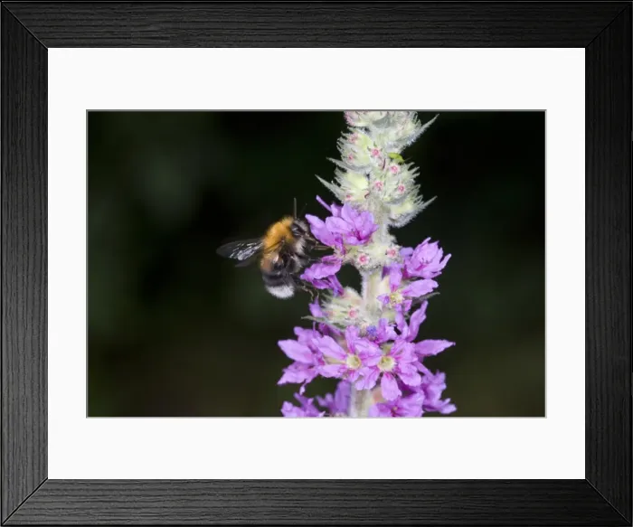 Framed Print : Bombus hypnorum, bumblebee Framed Print : Bombus hypnorum, bumblebee
